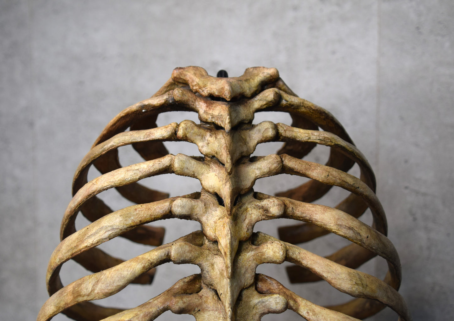 Rib Cage Lamp
