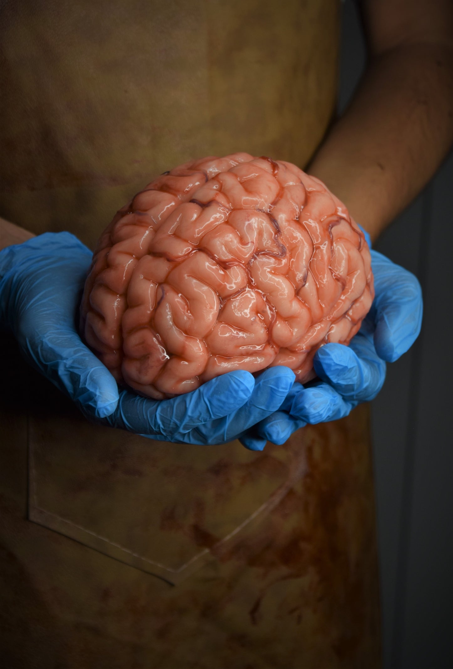 Realistic human brain life size, anatomically accurate