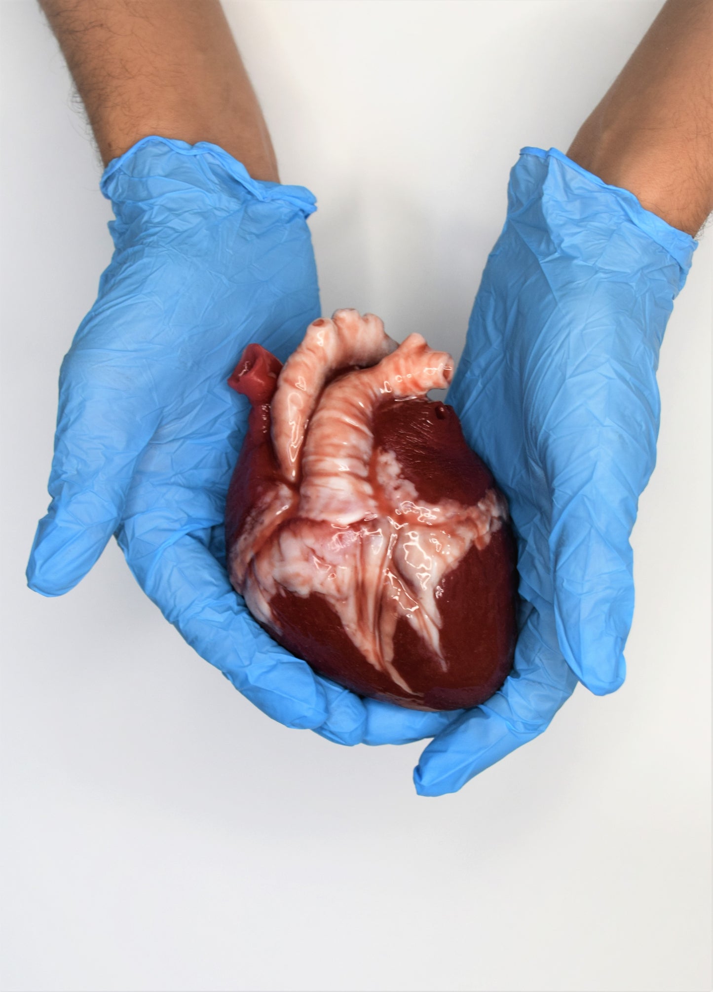 Hollow realistic human heart life size , anatomical human heart