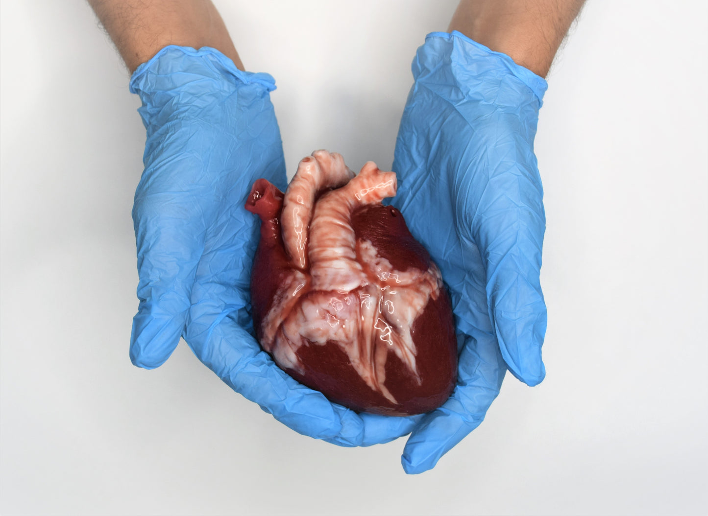 Hollow realistic human heart life size , anatomical human heart