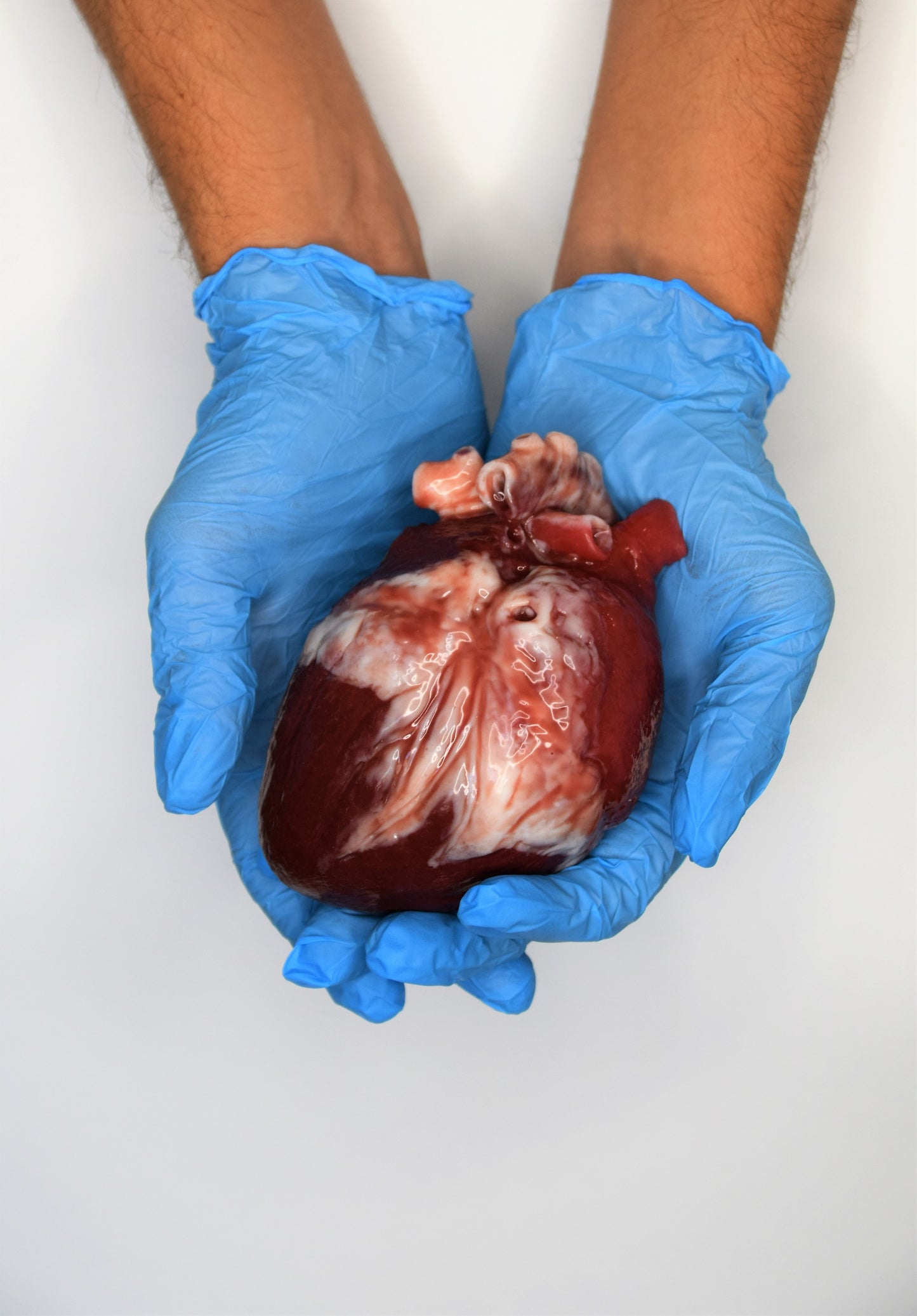 Hollow realistic human heart life size , anatomical human heart