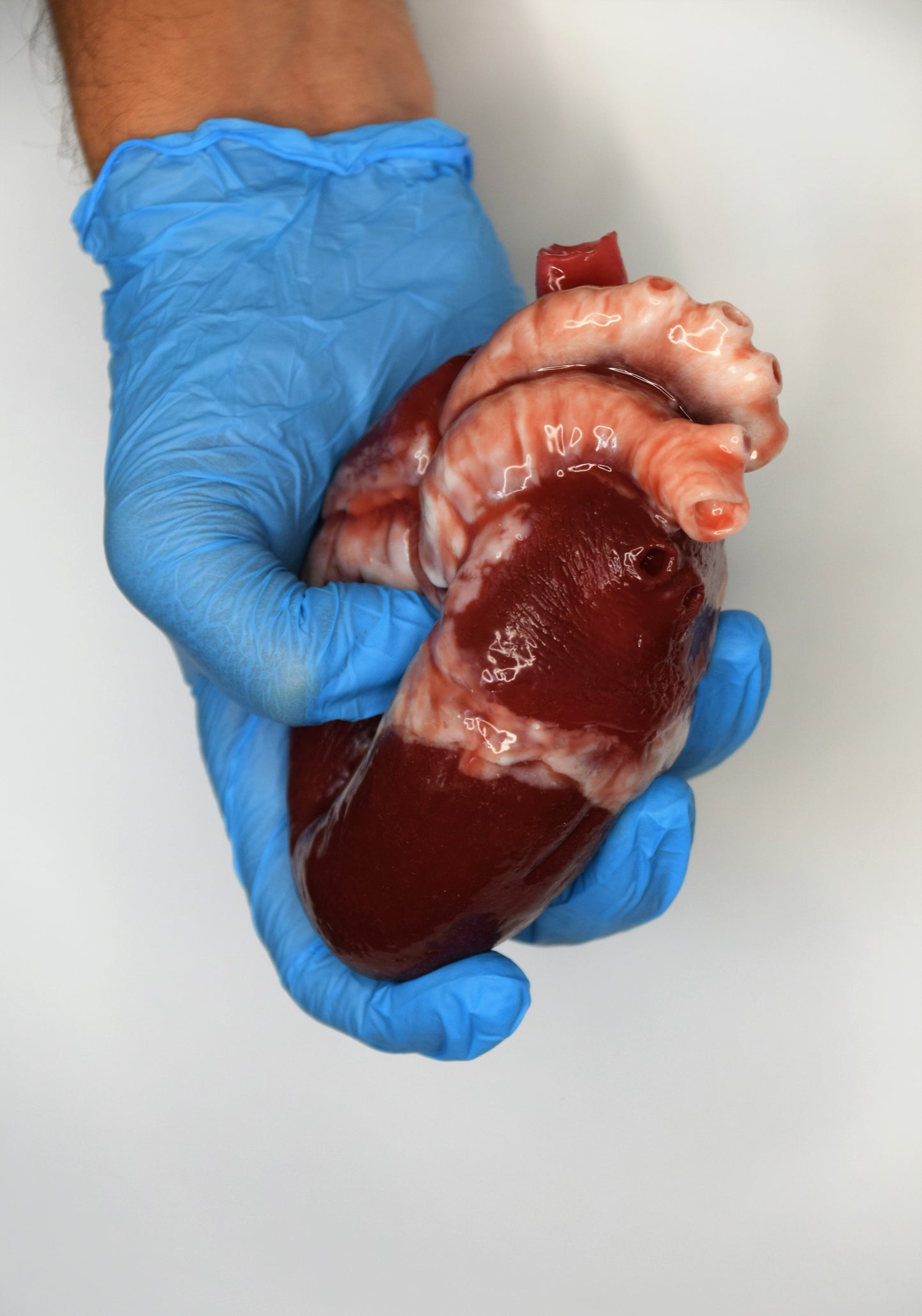 Hollow realistic human heart life size , anatomical human heart