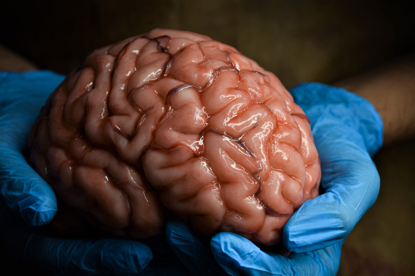 Realistic human brain life size, anatomically accurate