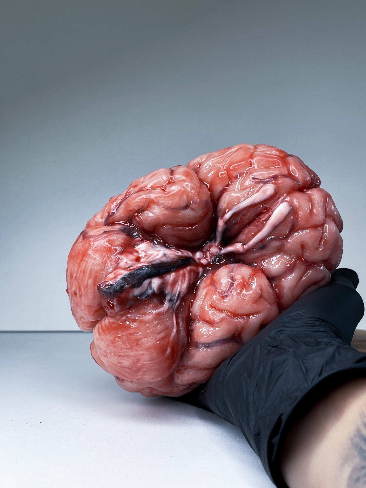 Realistic human brain life size, anatomically accurate