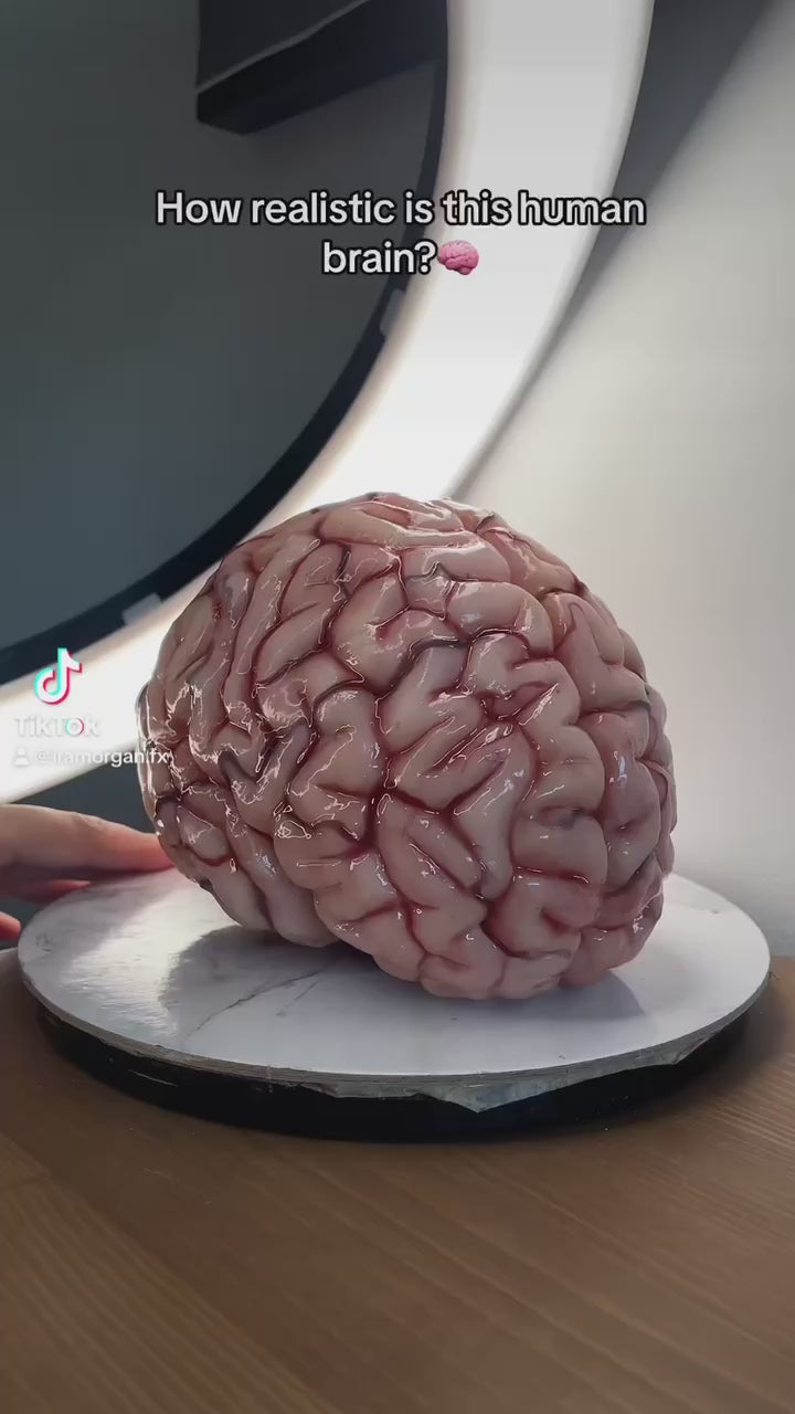 Realistic human brain life size, anatomically accurate – My