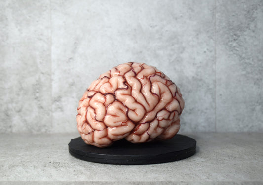 Realistic human brain life size, anatomically accurate