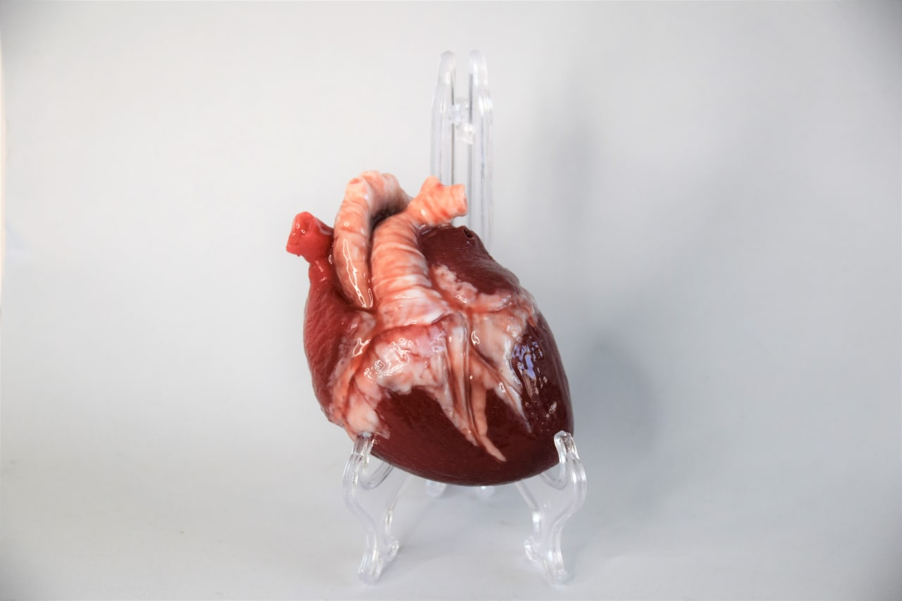 Anatomical sales heart squishy